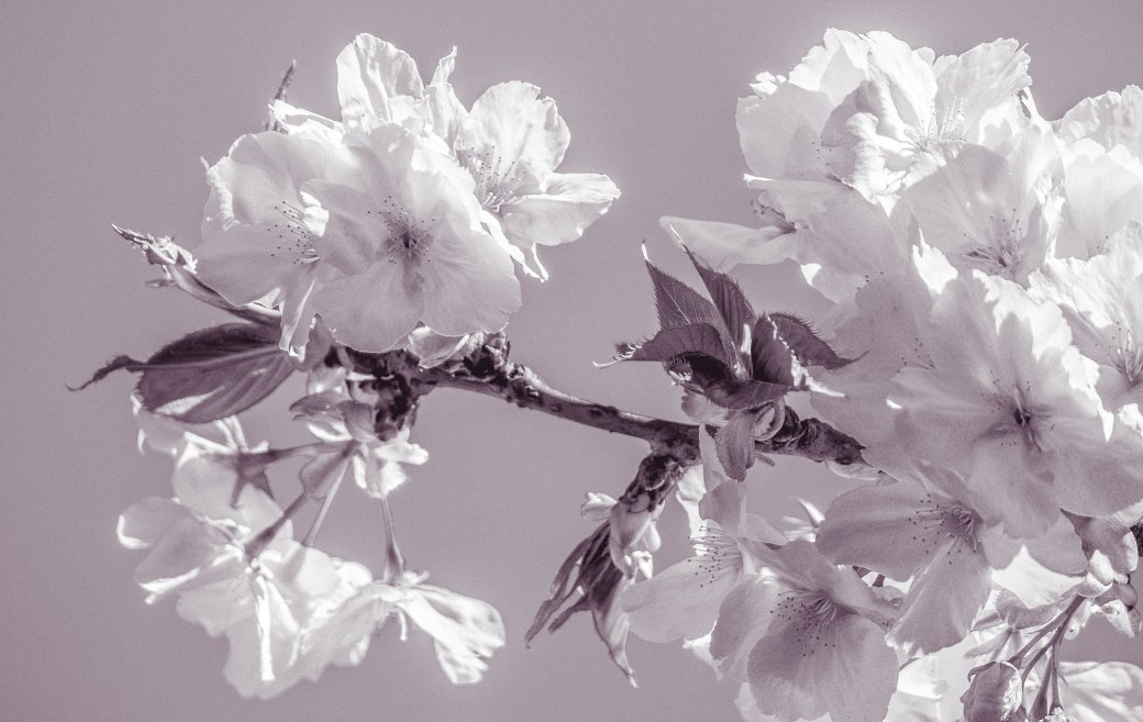 Flores de primavera rompecabezas en línea
