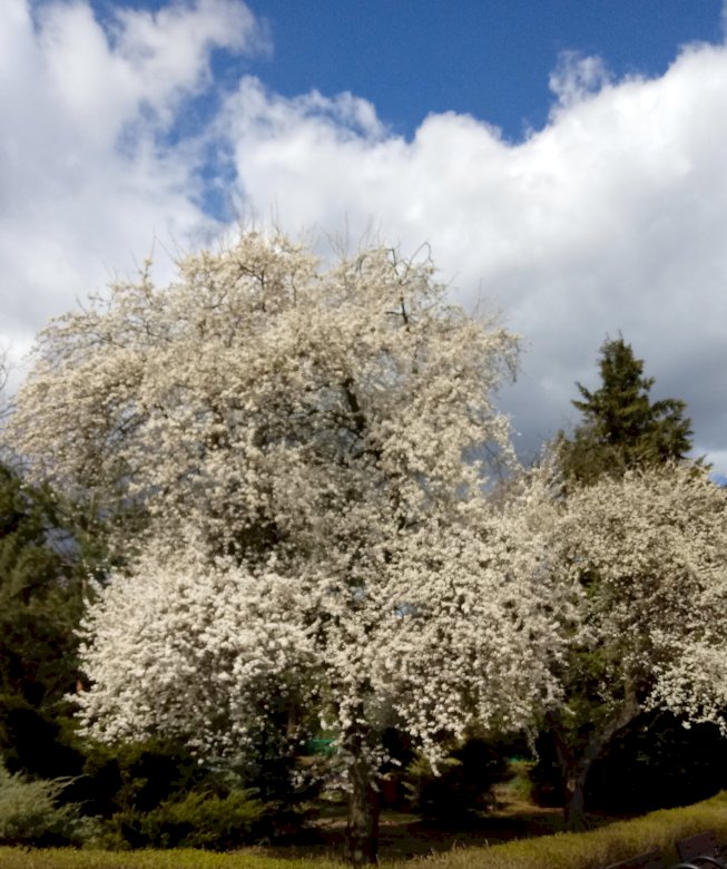 Árboles de primavera rompecabezas en línea