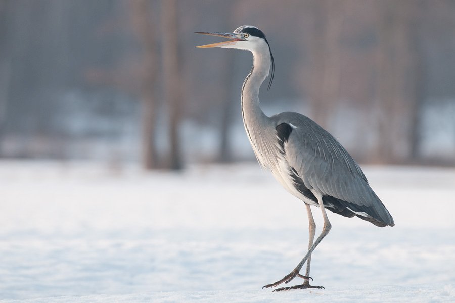 Gray heron jigsaw puzzle online