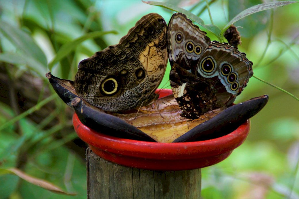 vlinders legpuzzel online
