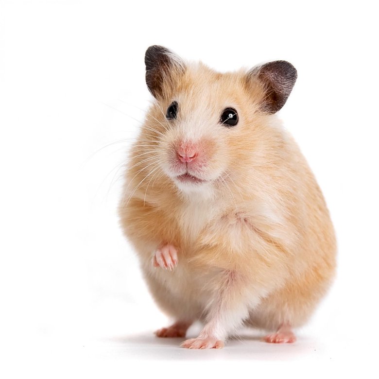 Der Hamster sitzt Puzzlespiel online