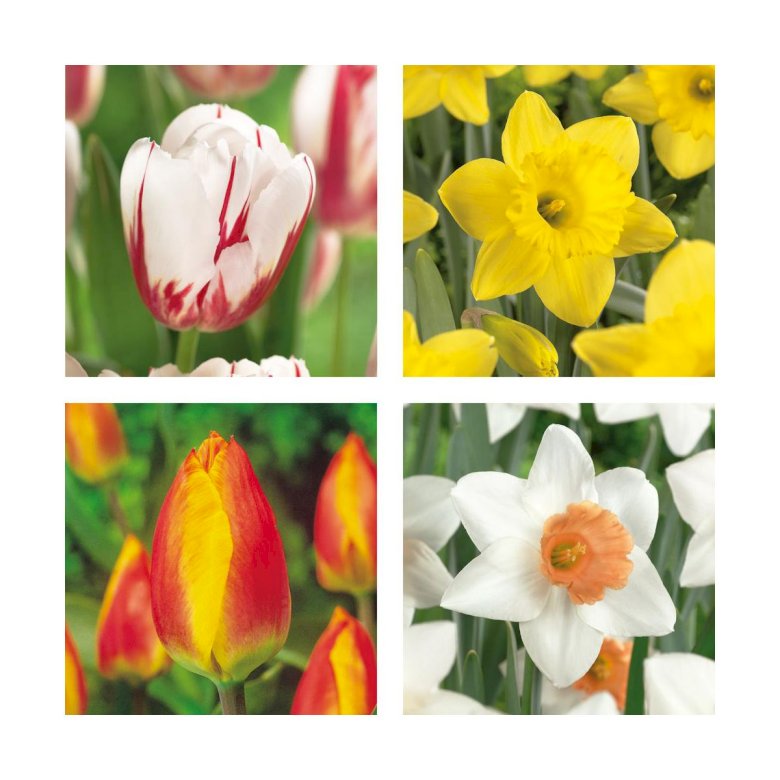 Tulpen en narcissen puzzel