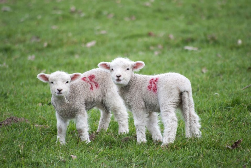 Lambs in a field online puzzle