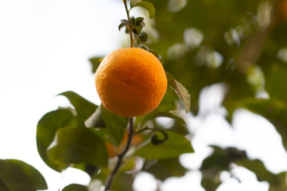 Citrusové ovoce skládačky online