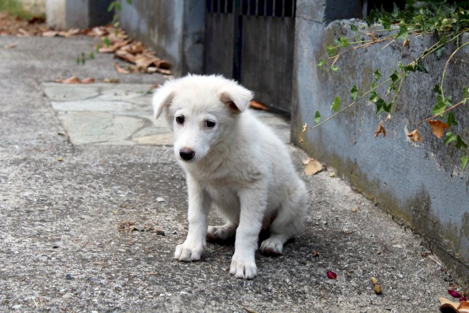 Een witte verdwaalde pup. online puzzel