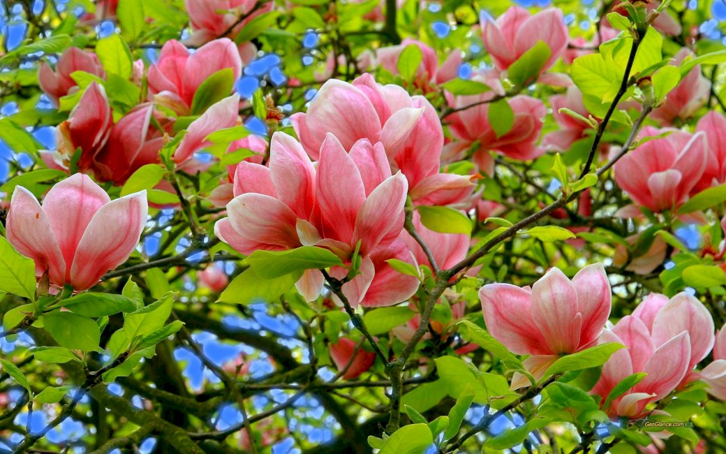 Magnolia blommor. Pussel online