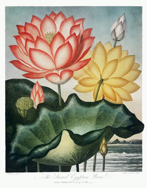Water lilies jigsaw puzzle online