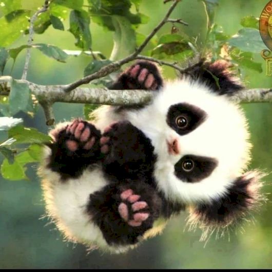 panda στο δέντρο online παζλ
