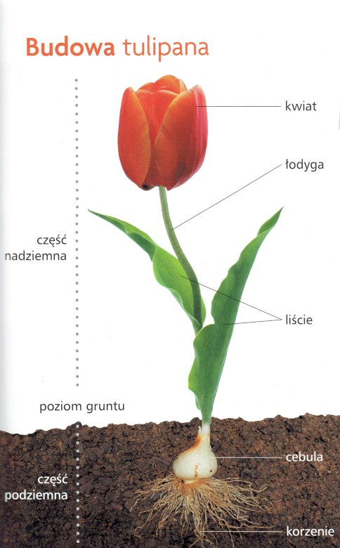 Planta de tulipa puzzle online