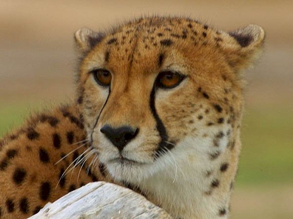 << >> Gepard Pussel online