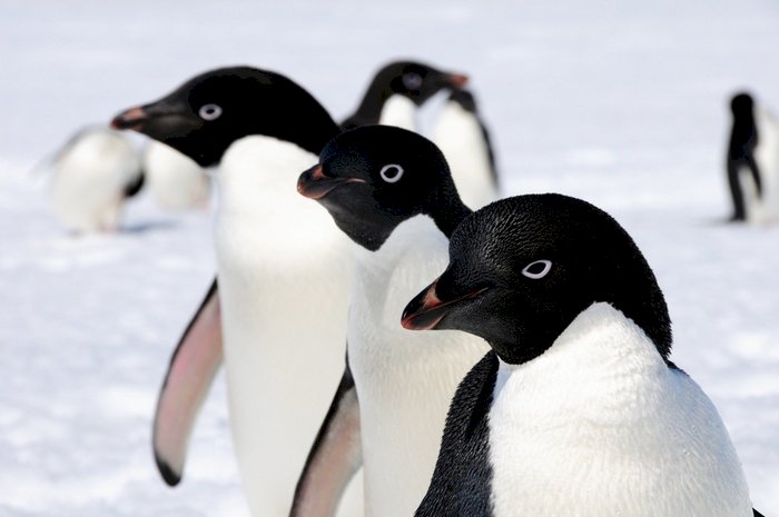 Pinguins de Adela para 2c quebra-cabeças online