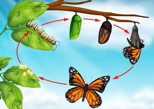 CICLUL BUTTERFLY jigsaw puzzle online