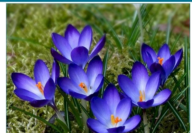 Spring flowers - crocuses online puzzle
