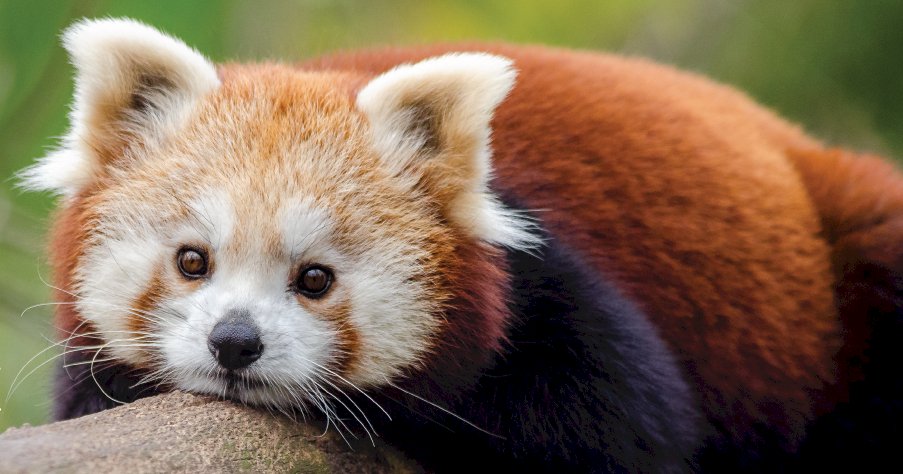 indzi pindzi panda kirakós online