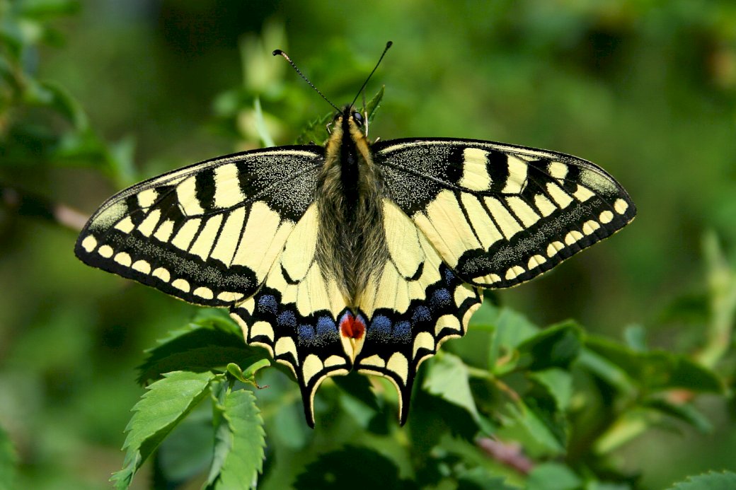 Бабочка на листьях пазл онлайн