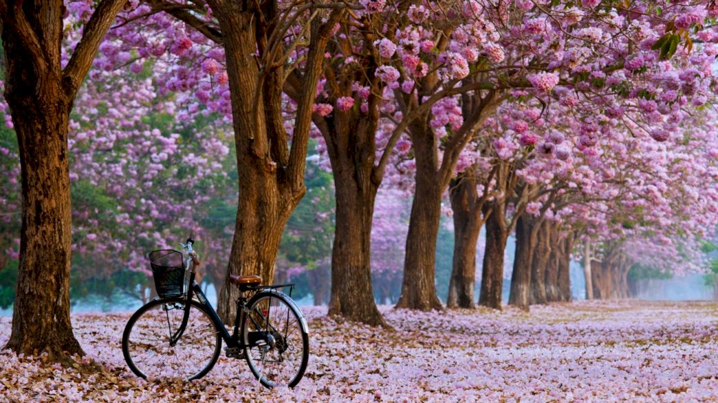 Vicolo, alberi, biciclette puzzle online