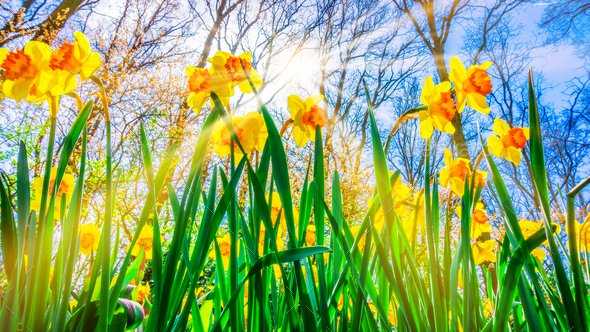 Първите признаци на пролетта онлайн пъзел