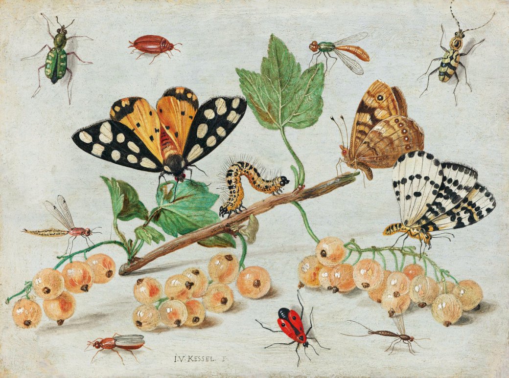Olika arter av fjärilar Pussel online
