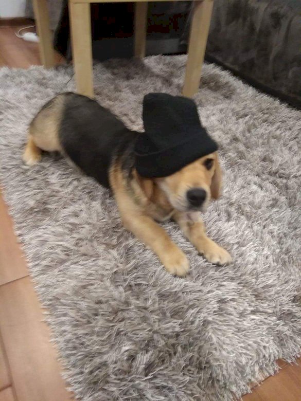 куче в шапка онлайн пъзел