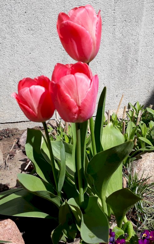 tulipas puzzle online