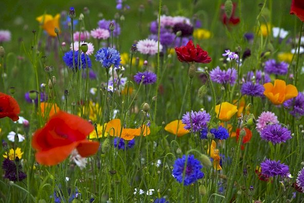 On the meadow. jigsaw puzzle online
