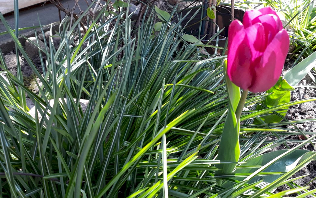 virágzó tulipán kirakós online