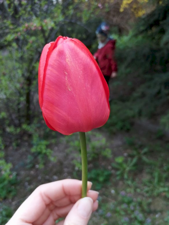 tulipán en el jardín rompecabezas en línea