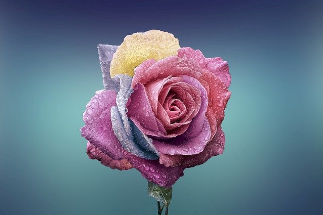 Барвиста троянда на синьому фоні онлайн пазл