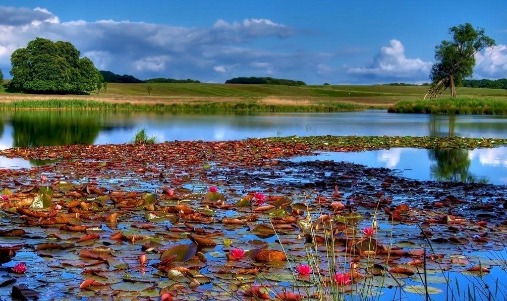 Езеро, водни лилии онлайн пъзел