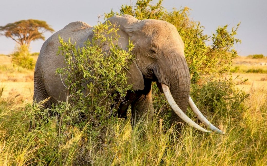 Elephant, Savanna, Bushes online puzzle