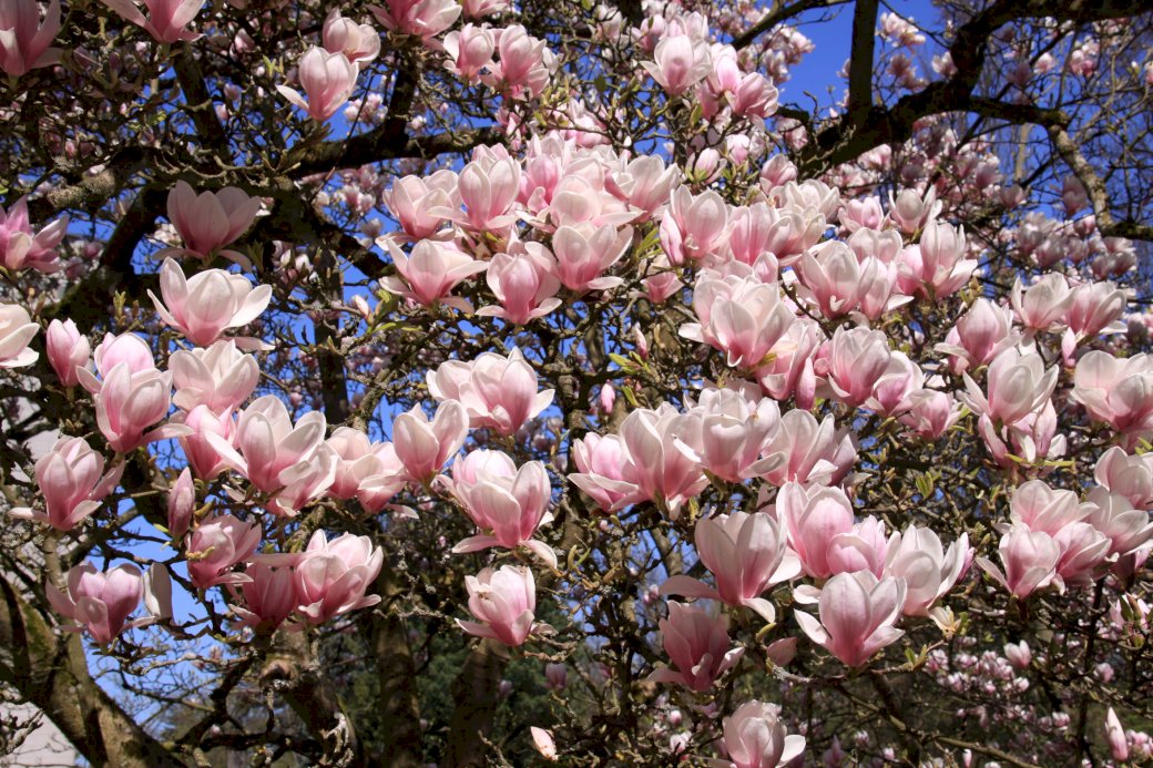 Blommande magnolia pussel på nätet