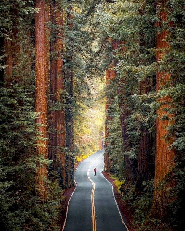 Εθνικό πάρκο Redwood στην Καλιφόρνια παζλ online