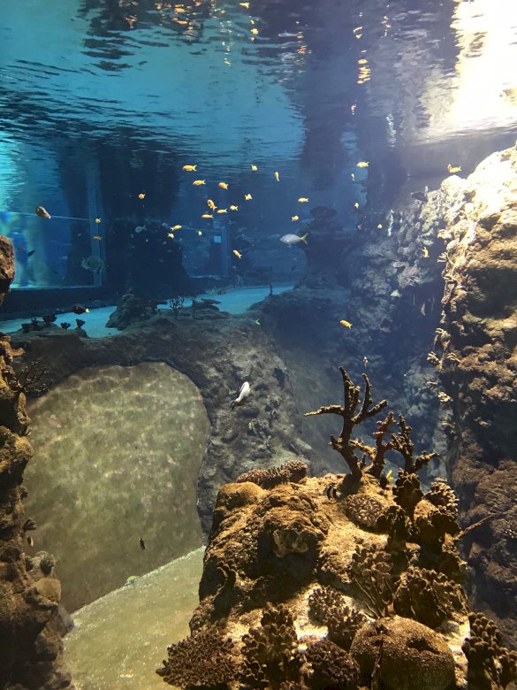 aquarium online puzzel