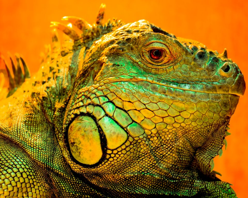 Gyönyörű Iguana alatt sütkérezve kirakós online
