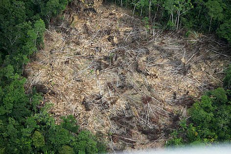 Вырубка леса 1 пазл онлайн
