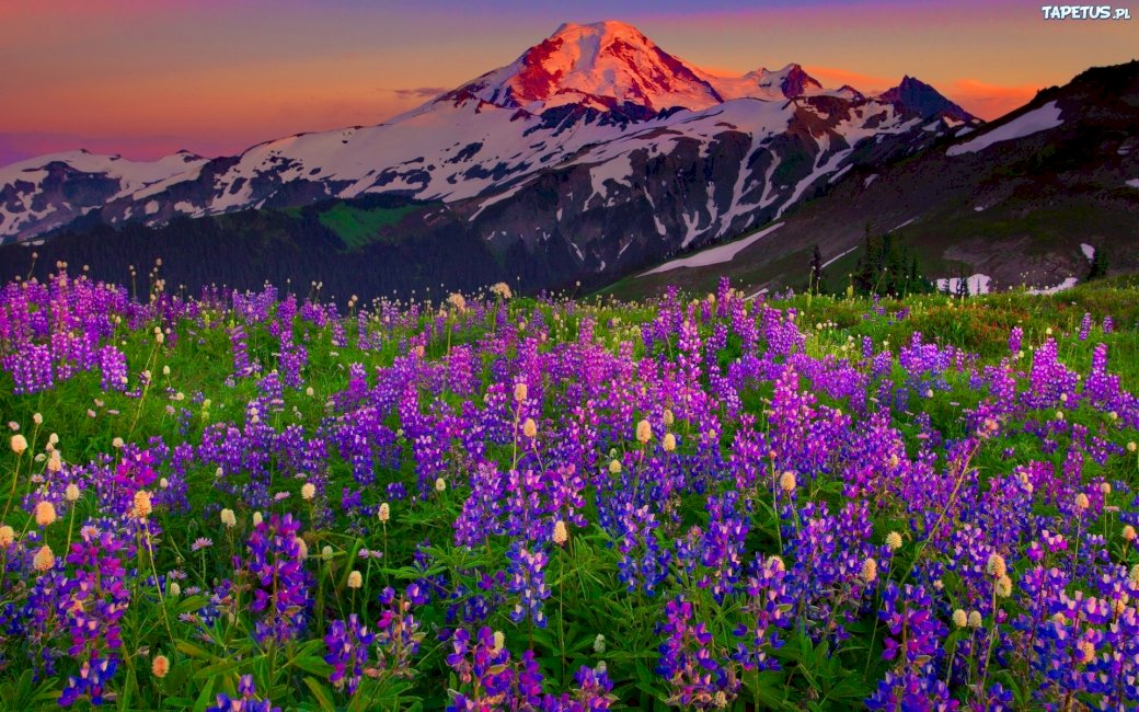花のある山の風景 ジグソーパズルオンライン