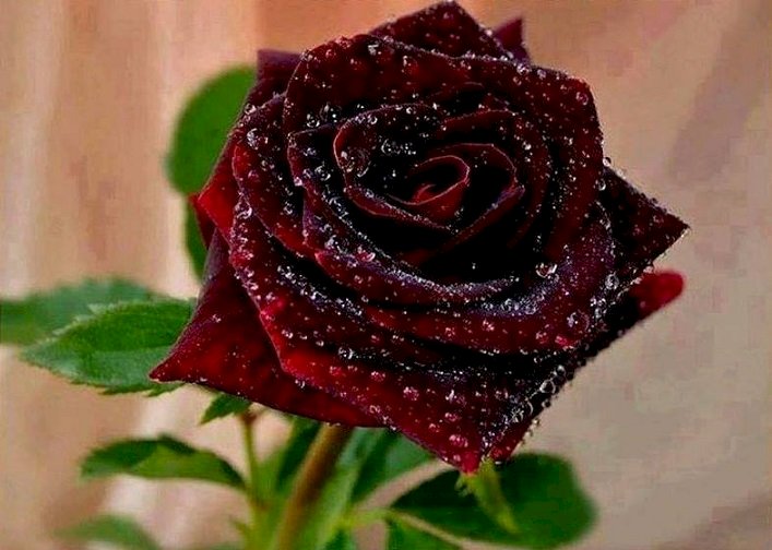 Бордова троянда. пазл онлайн