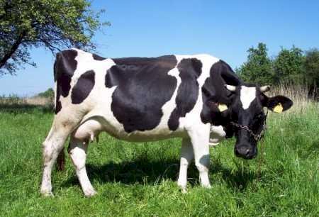 Una vaca pinto rompecabezas en línea