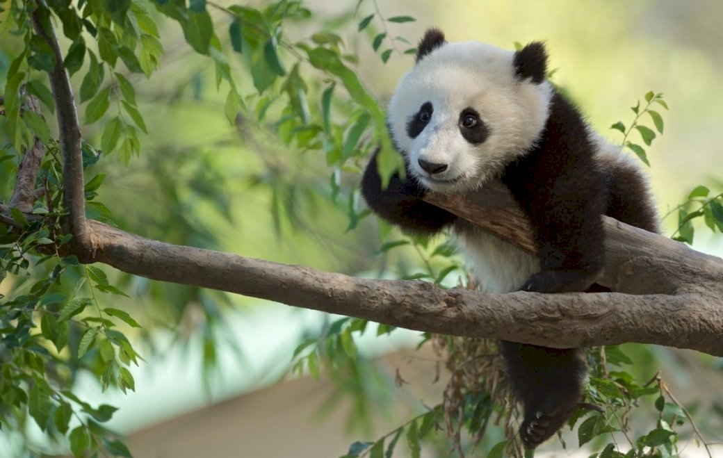 Panda, ramuri puzzle online
