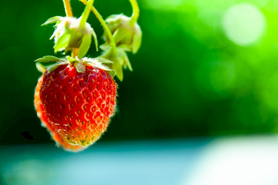 Тази ягода е засадена вътре онлайн пъзел