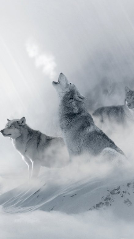 Вълци в снежна буря онлайн пъзел