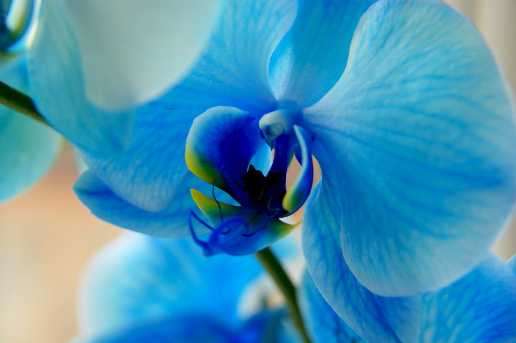 Orchid, blomma, trädgård Pussel online