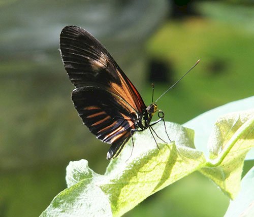 Papillon  pussel på nätet