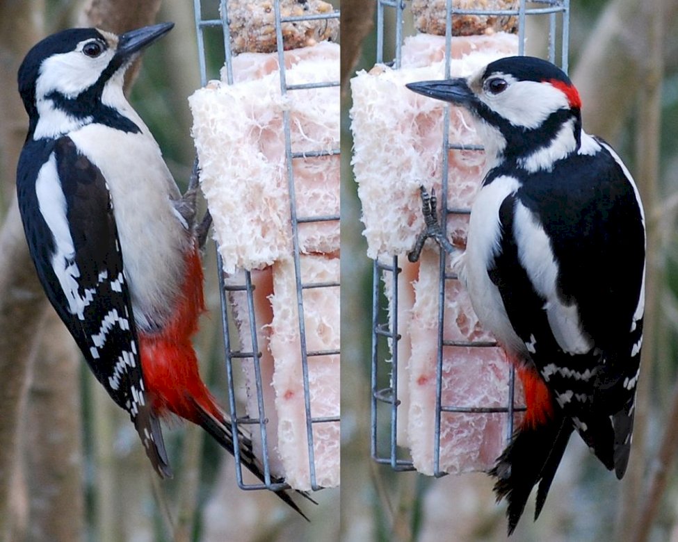 Great spotted woodpecker jigsaw puzzle online