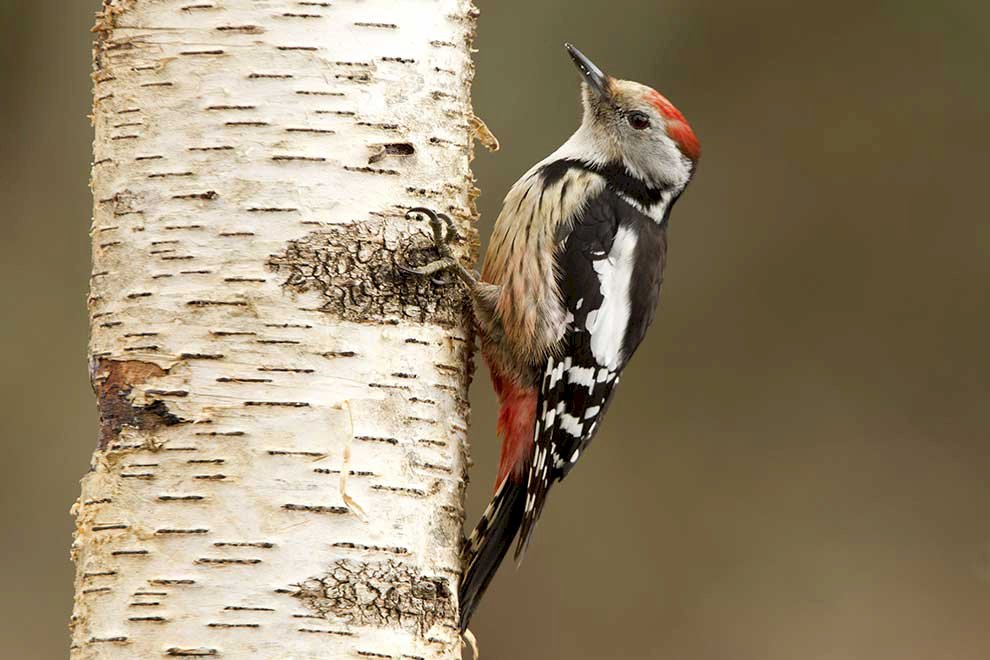 Middle Spotted Woodpecker online puzzle