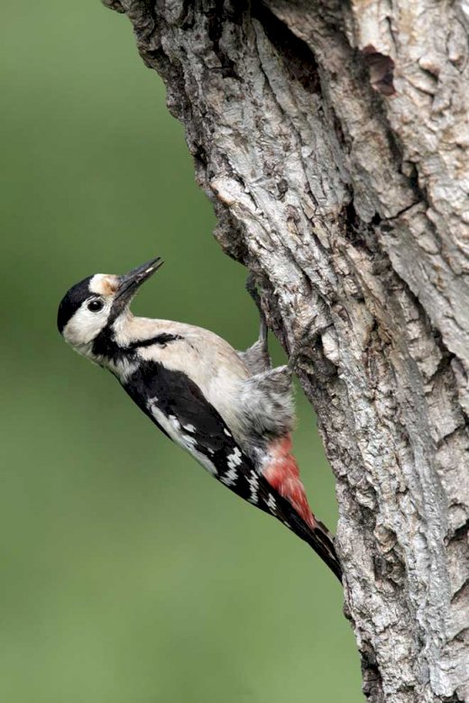 White-necked woodpecker online puzzle
