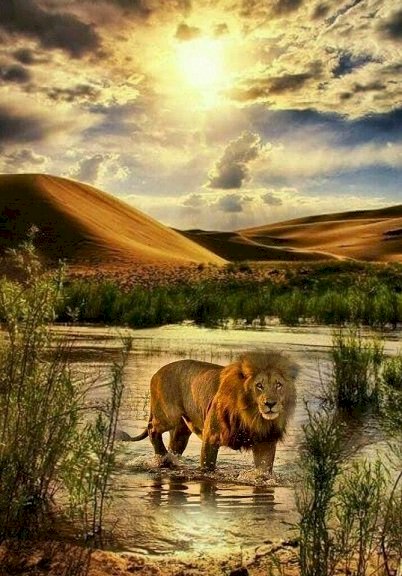 Lví král. online puzzle