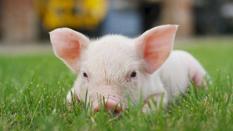 Pig in the countryside jigsaw puzzle online