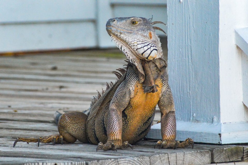 This Iguana seemed to be the online puzzle
