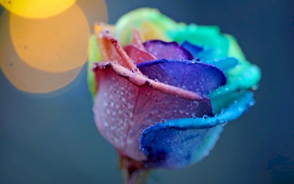 Rosa colorida quebra-cabeças online